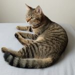 Thumbnail of post image 184