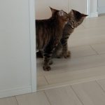 Thumbnail of related posts 188