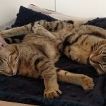 Thumbnail of related posts 149