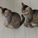 Thumbnail of related posts 170