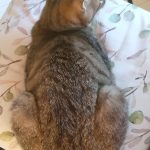 Thumbnail of post image 086