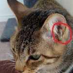 Thumbnail of post image 088