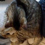 Thumbnail of post image 182