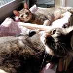 Thumbnail of post image 194